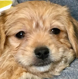 Meet your Posher, Isabella